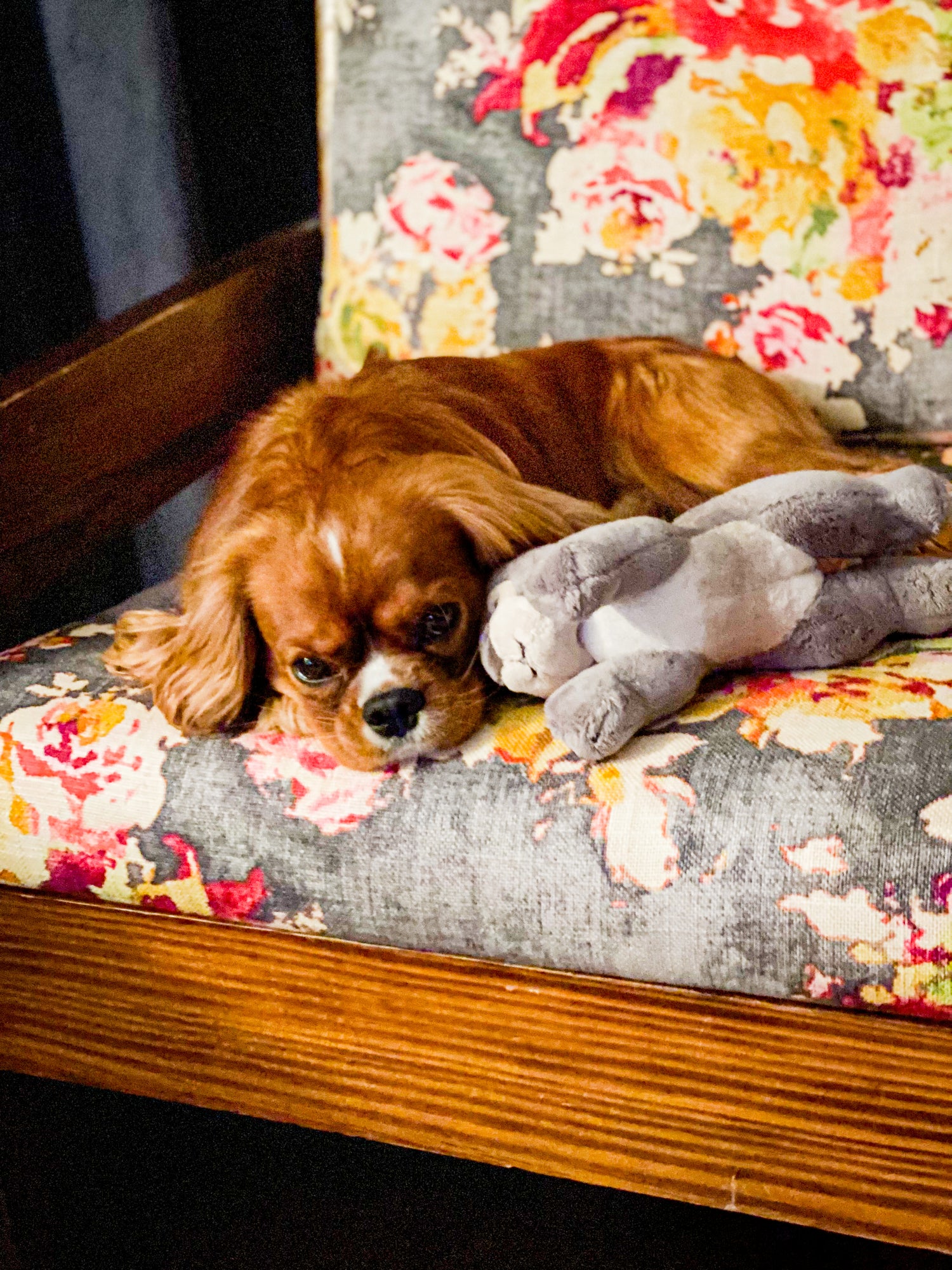 cute ruby colored dog on a chair with his toy bunny.