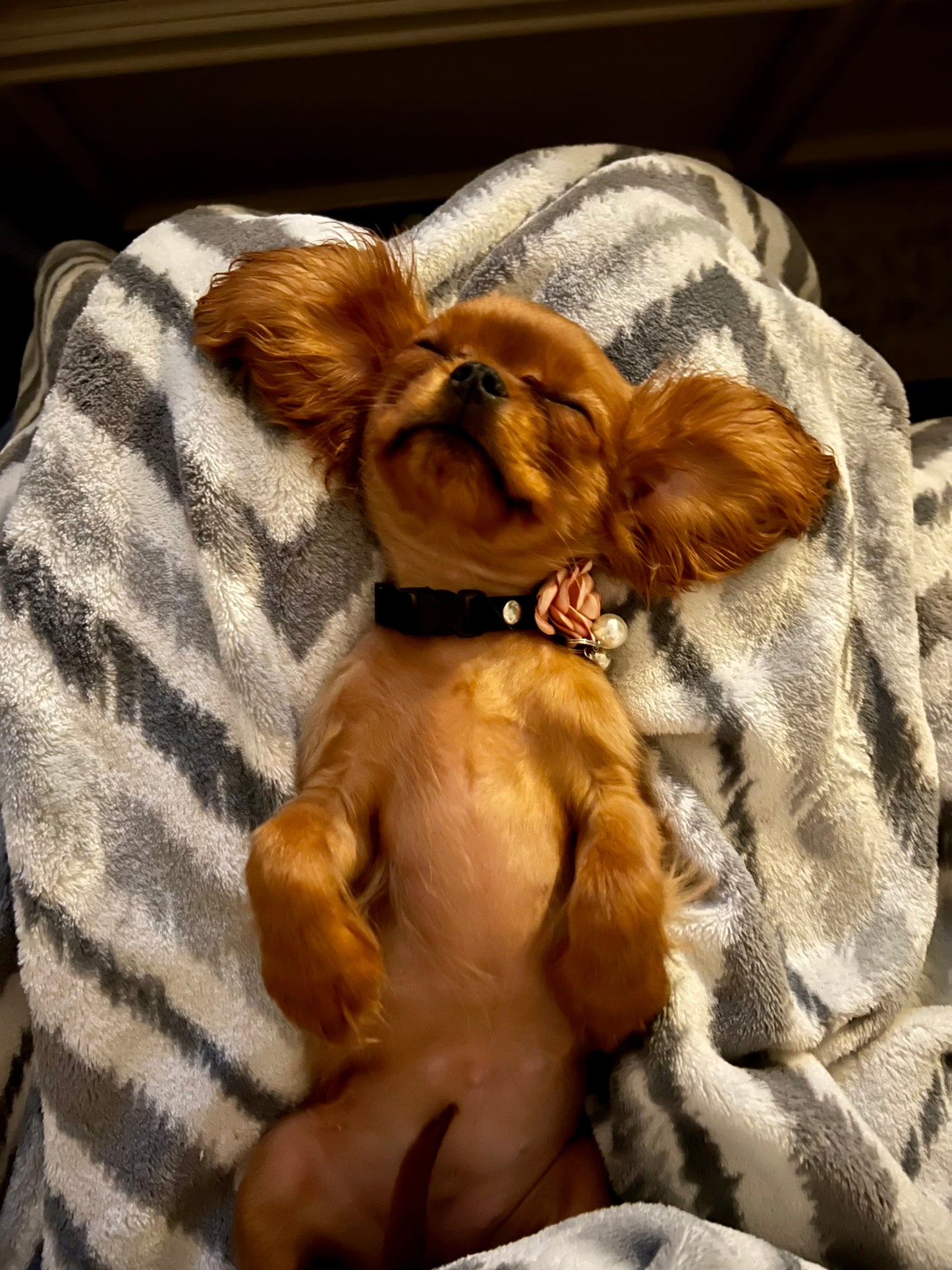 Puppy Deposit